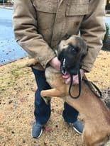 Dozer - Now Rocco Located In Kansas image 3