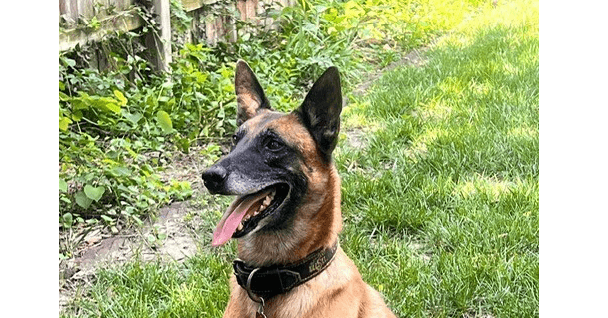 Dozer - Now Rocco Located In Kansas - Belgian Shepherd Malinois