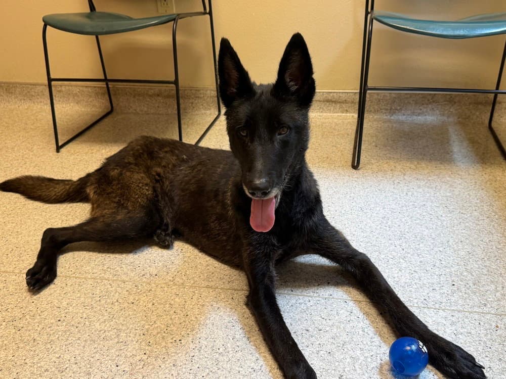 Tala- Located In Ca - Belgian Shepherd Malinois