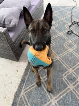 Axel - Formerly Baxter - Located In Fl image 1