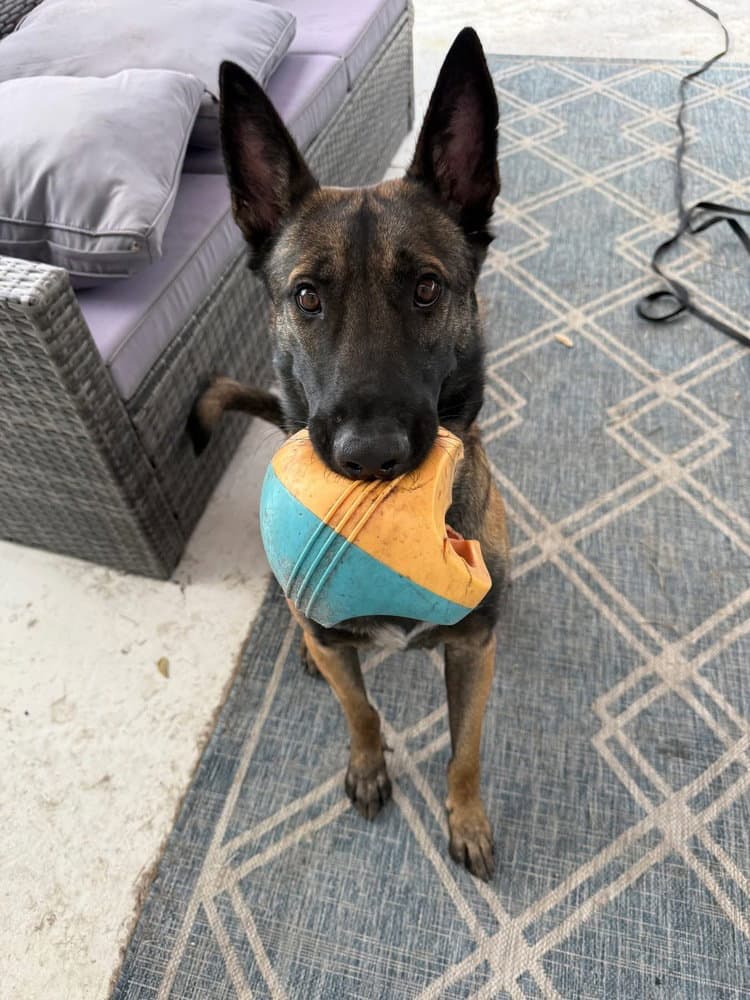 Axel - Formerly Baxter - Located In Fl - Belgian Shepherd Malinois