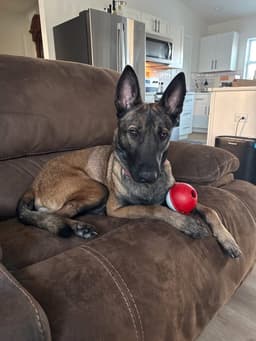Axel - Formerly Baxter - Located In Fl image 2