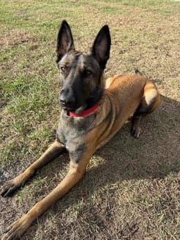 Axel - Formerly Baxter - Located In Fl image 3