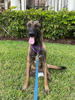 Axel - Formerly Baxter - Located In Fl image 4