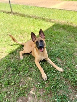 Sadie - Located In Mississippi image 1