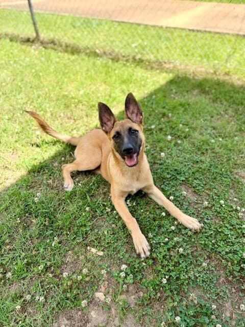 Sadie - Located In Mississippi - Belgian Shepherd Malinois