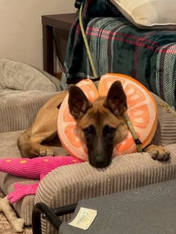 Sadie - Located In Mississippi image 2