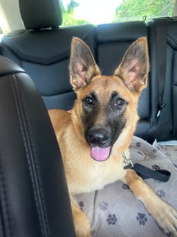 Sadie - Located In Mississippi image 3