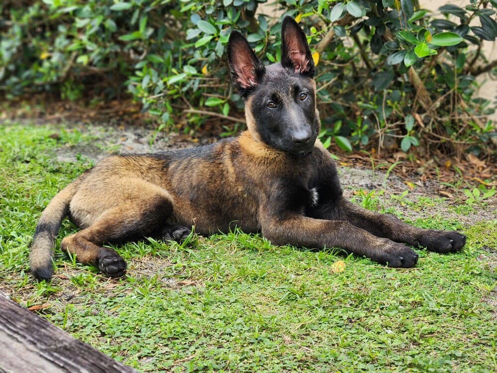 Omen - Located In Georgia - Belgian Shepherd Malinois