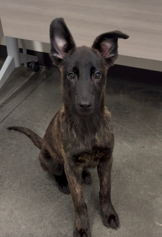 Larry - Located In Ga - Dutch Shepherd
