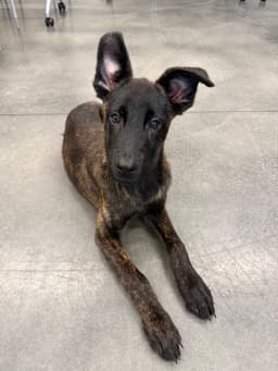 Larry - Located In Ga image 2
