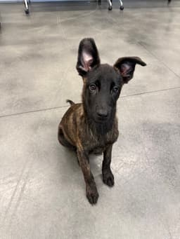 Larry - Located In Ga image 3