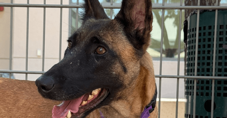 Fern- Located In Oregon - Belgian Shepherd Malinois
