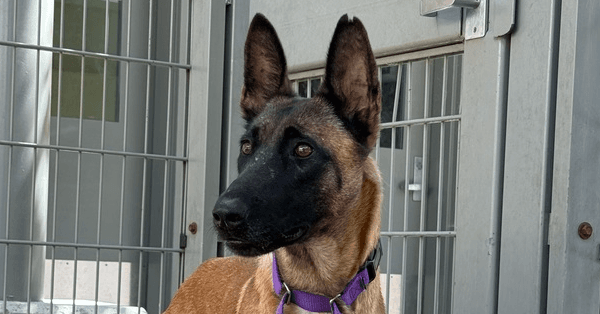 Fern- Located In Oregon - Belgian Shepherd Malinois