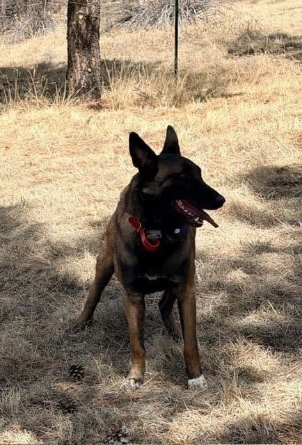 Lula Located In Co Fka Cholula - Belgian Shepherd Malinois
