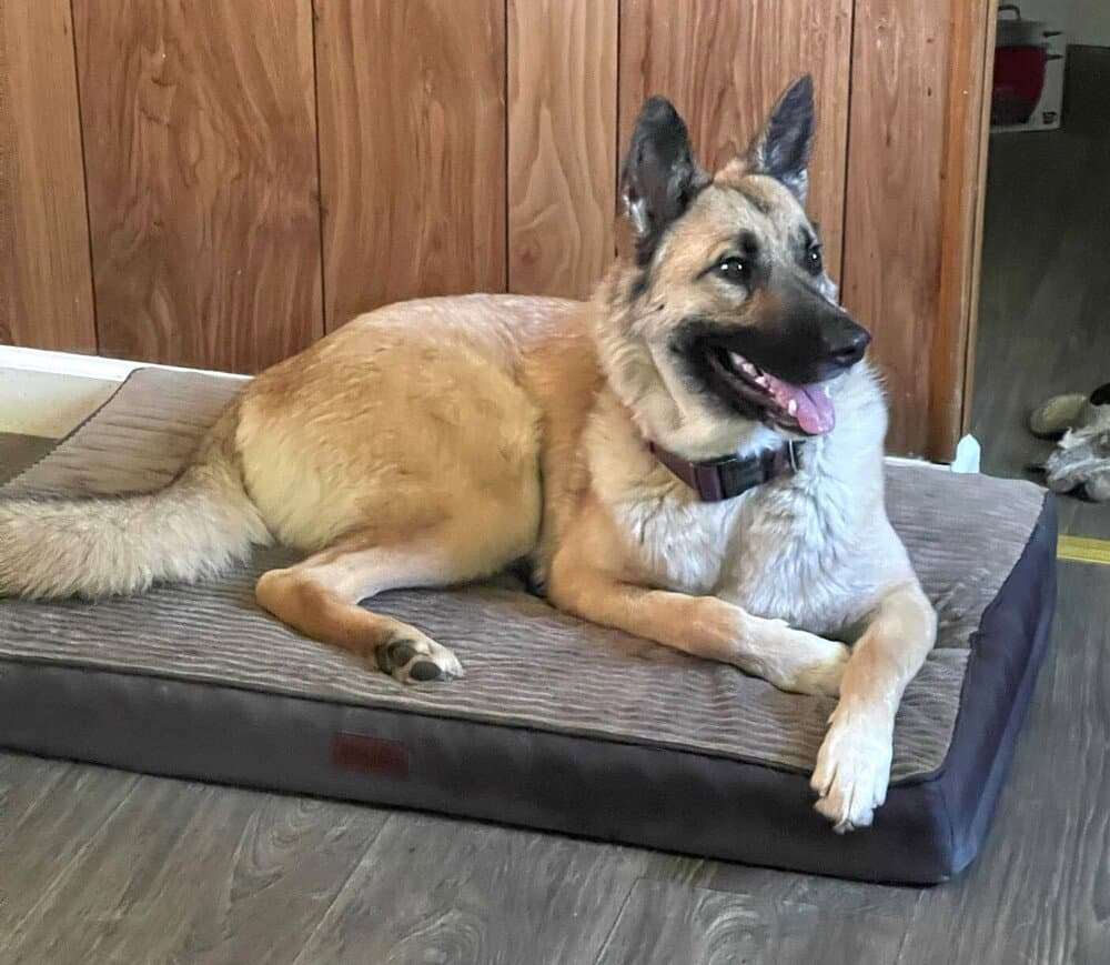 Ariel - Located In Tx - Belgian Shepherd Malinois