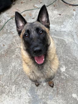 Mindy - Located In Florida image 1