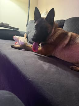 Mindy - Located In Florida image 2