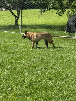 Mindy - Located In Florida image 3