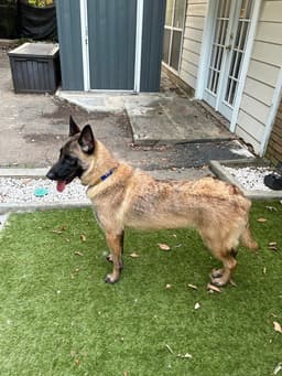 Mindy - Located In Florida image 4