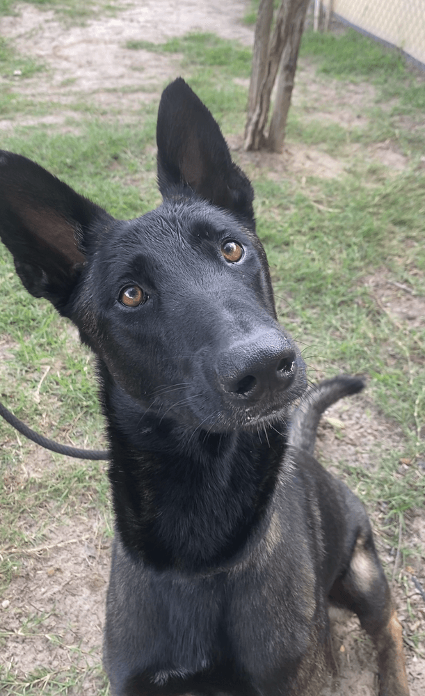 Viper - Located In Florida - Belgian Shepherd Malinois
