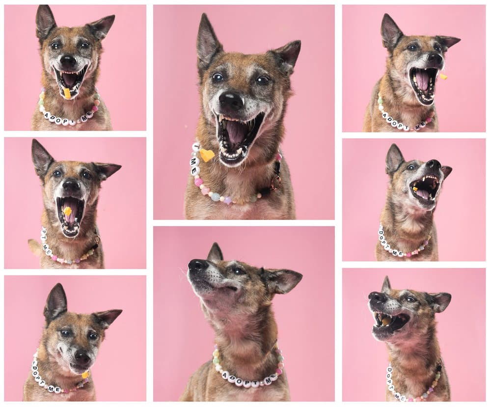 Celia - Located In Georgia - Belgian Shepherd Malinois