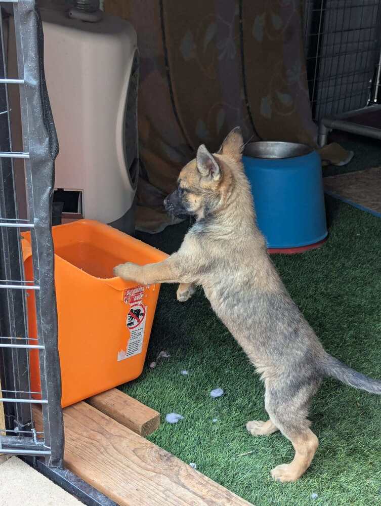 Drive Thru Litter Jimmy - Located In Ut - Belgian Shepherd Malinois