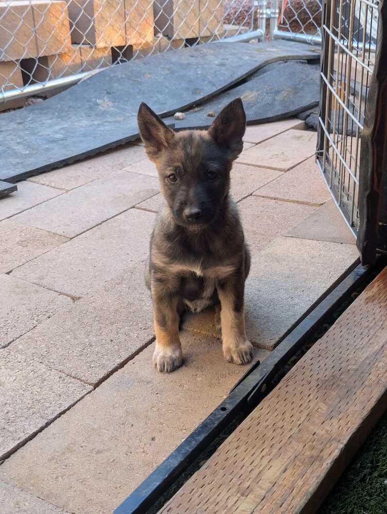 Drive Thru Litter Panda - Located In Ut - Belgian Shepherd Malinois