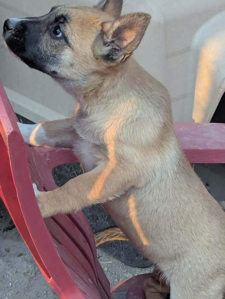 Drive Through Litter Popeye - Located In Ut - Belgian Shepherd Malinois