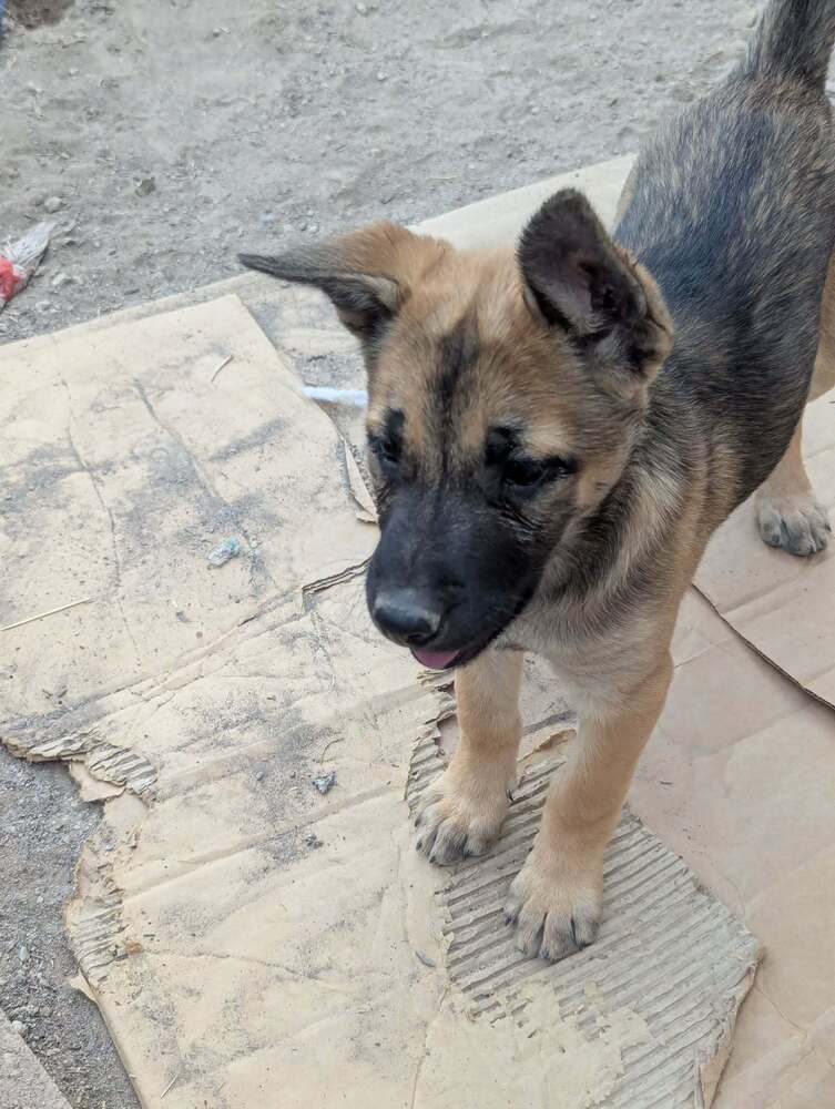 Drive Thru Litter Sonic - Located In Ut - Belgian Shepherd Malinois