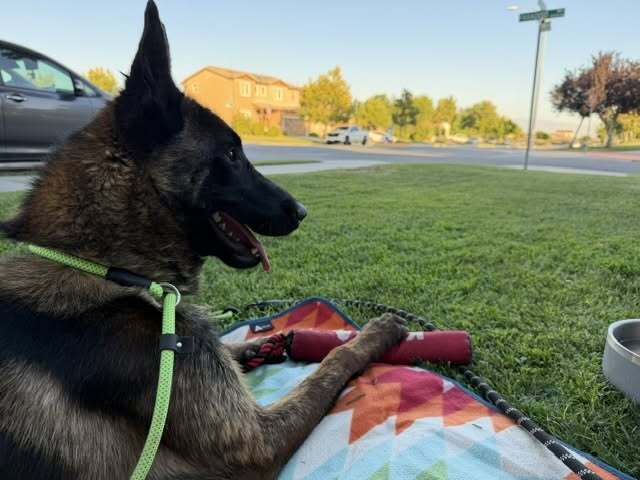 Cain Located In California - Belgian Shepherd Malinois