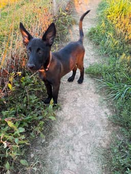 Texas Legends Litter- Beyonc - Located In In image 1