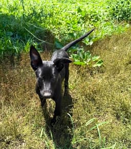 Texas Legends Litter- Beyonc - Located In In image 2