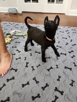 Texas Legends Litter- Beyonc - Located In In image 3