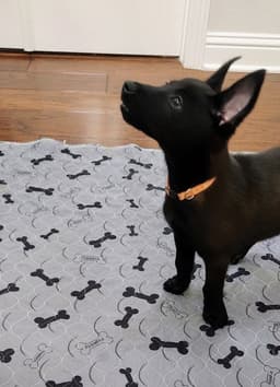 Texas Legends Litter- Beyonc - Located In In image 4