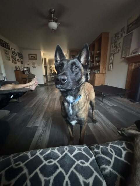 Theo Located In California - Belgian Shepherd Malinois