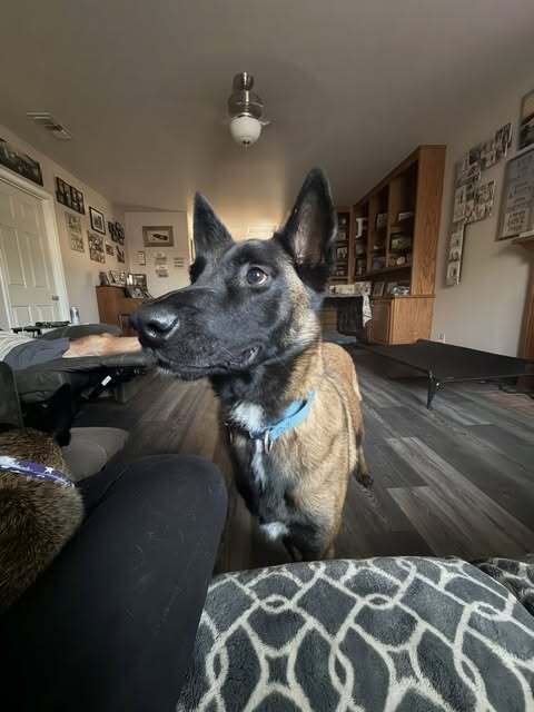 Theo Located In California - Belgian Shepherd Malinois