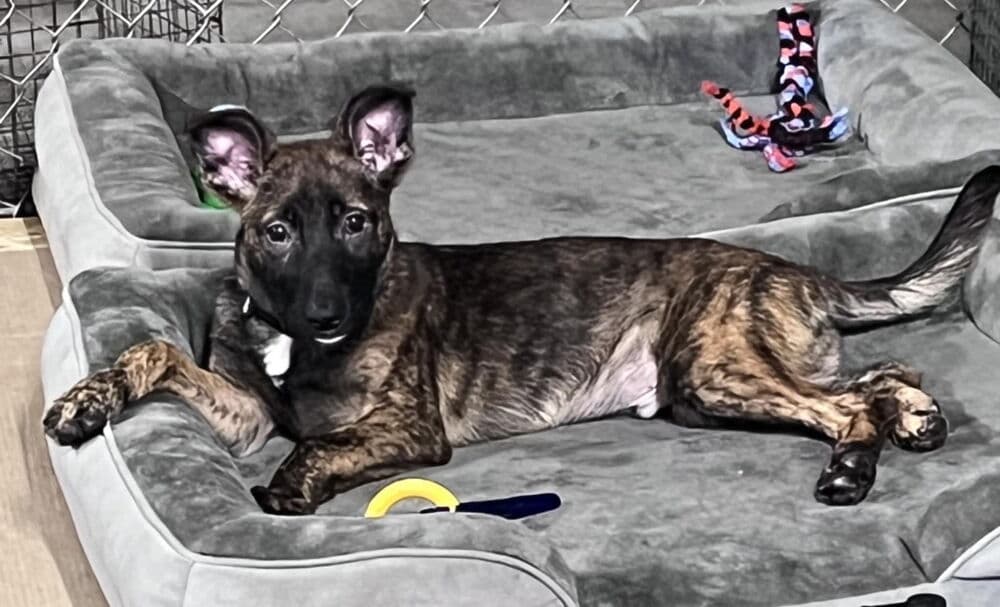 Friends Litter - Chandler - Belgian Shepherd Malinois