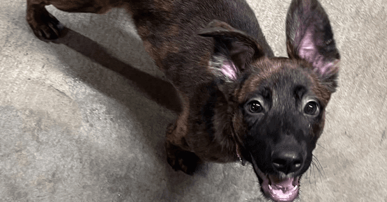 Friends Litter - Rachel - Belgian Shepherd Malinois