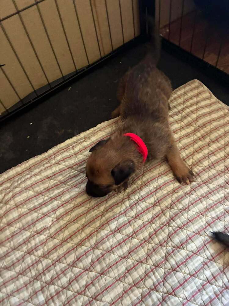 High Octane- Lotus - Located In Ok - Belgian Shepherd Malinois