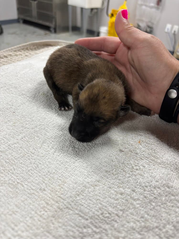 High Octane- Nitro- Located In Ok - Belgian Shepherd Malinois