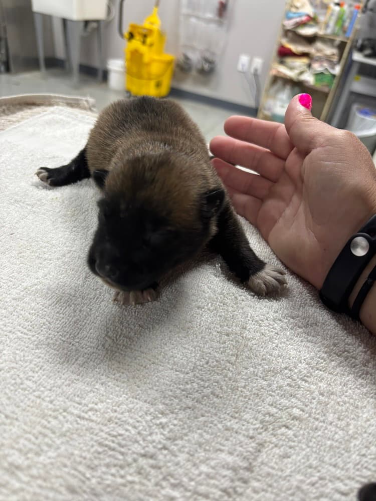 High Octane- Turbo- Located In Ok - Belgian Shepherd Malinois