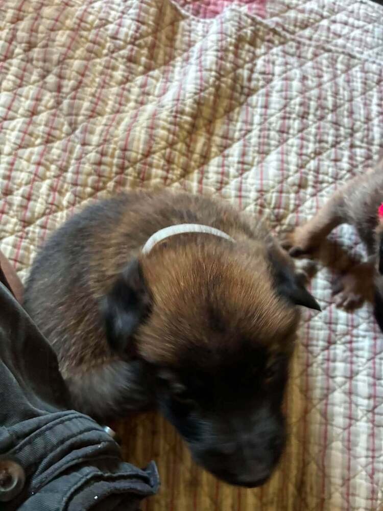 High Octane- Turbo- Located In Ok - Belgian Shepherd Malinois