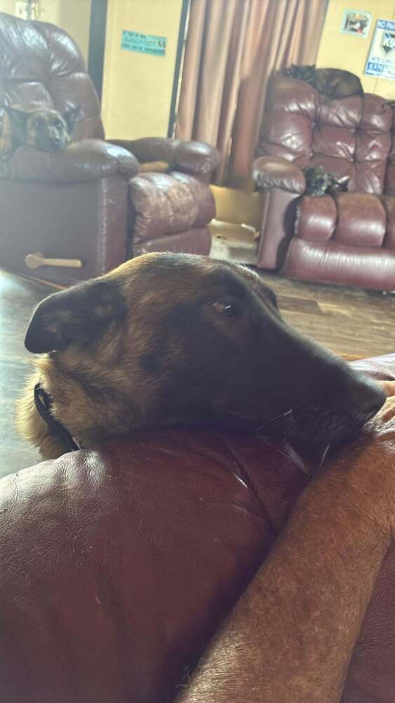 High Octane- Momma Shelby- Located In Ok - Belgian Shepherd Malinois