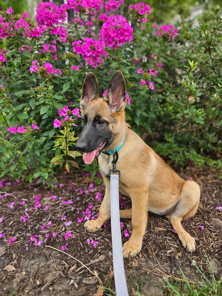 Calla Lily - Located In Va - Belgian Shepherd Malinois