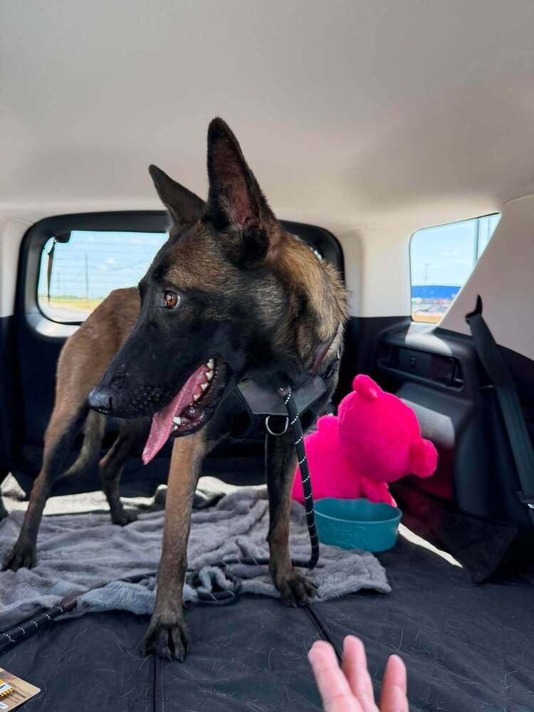 Callisto Fka Nili - Located In Texas - Belgian Shepherd Malinois