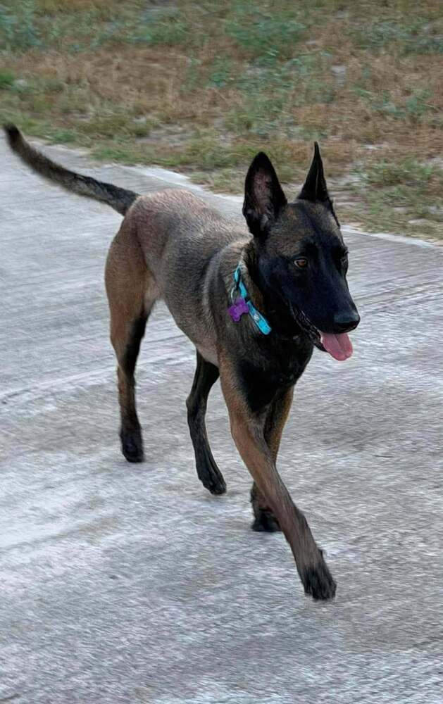 Callisto Fka Nili - Located In Texas - Belgian Shepherd Malinois