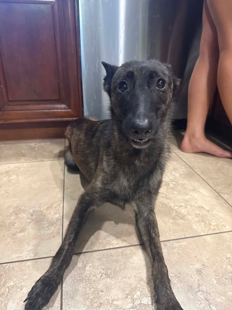 Minnow - Located In Florida - Dutch Shepherd