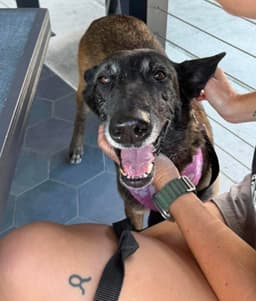 Ellie - Located In Florida image 1
