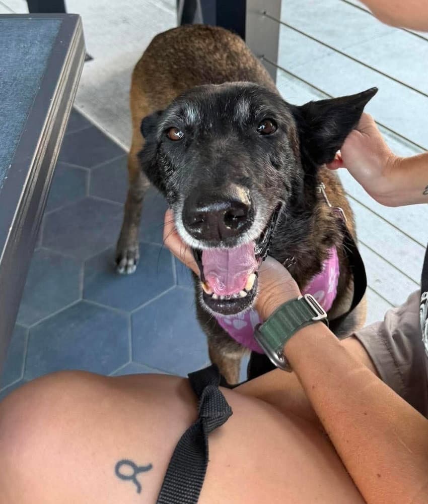 Ellie - Located In Florida - Belgian Shepherd Malinois